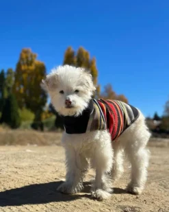 ACADIA NATIONAL PARK PET VEST
