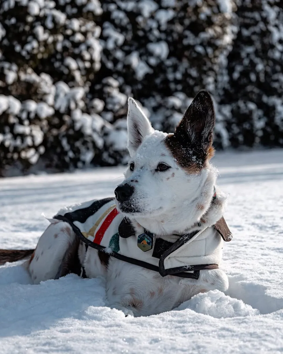 GLACIER NATIONAL PARK PET VEST