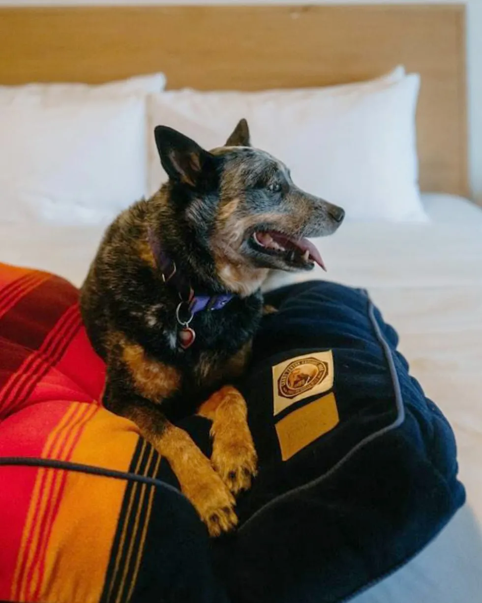 GRAND CANYON NATIONAL PARK PET BED - NAPPER