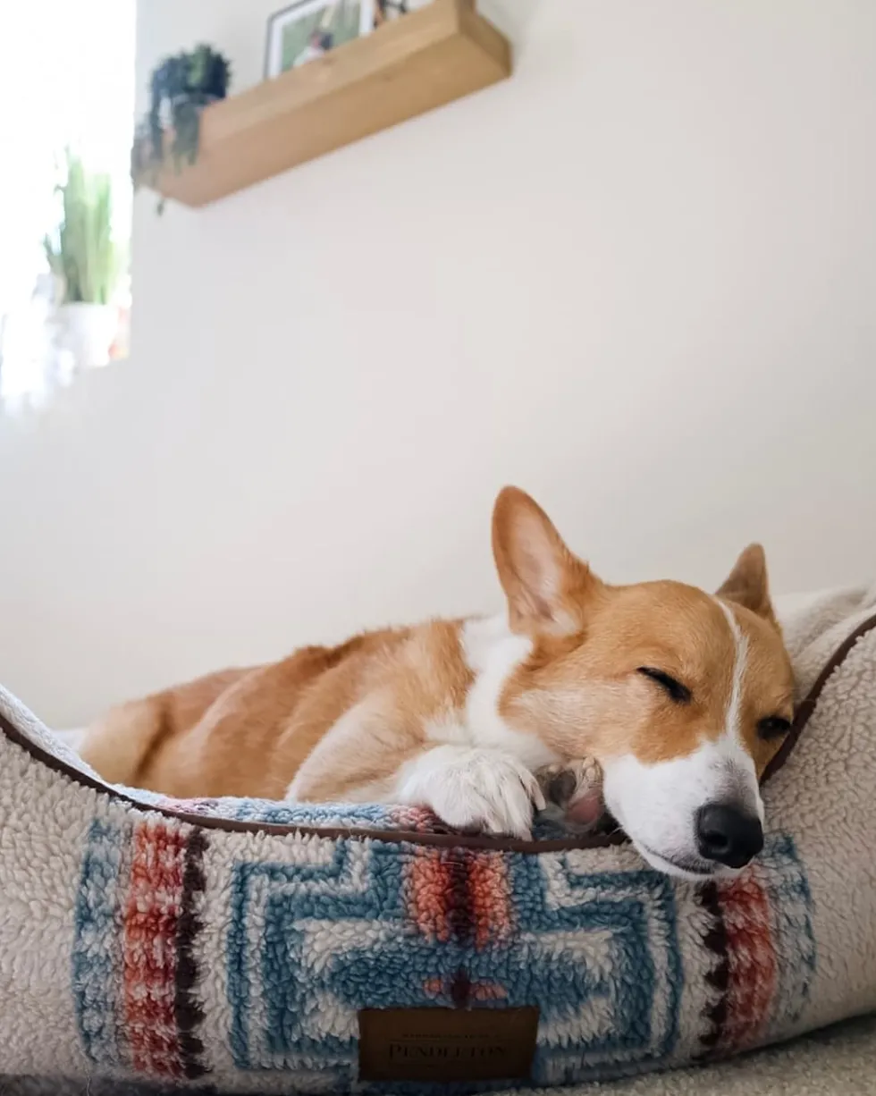 HARDING PET BED - KUDDLER